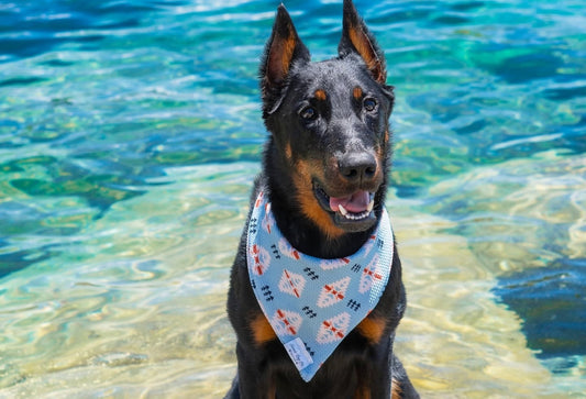 Signs Your Dog Is Overheating (And How to Help)