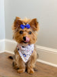 Postage pup