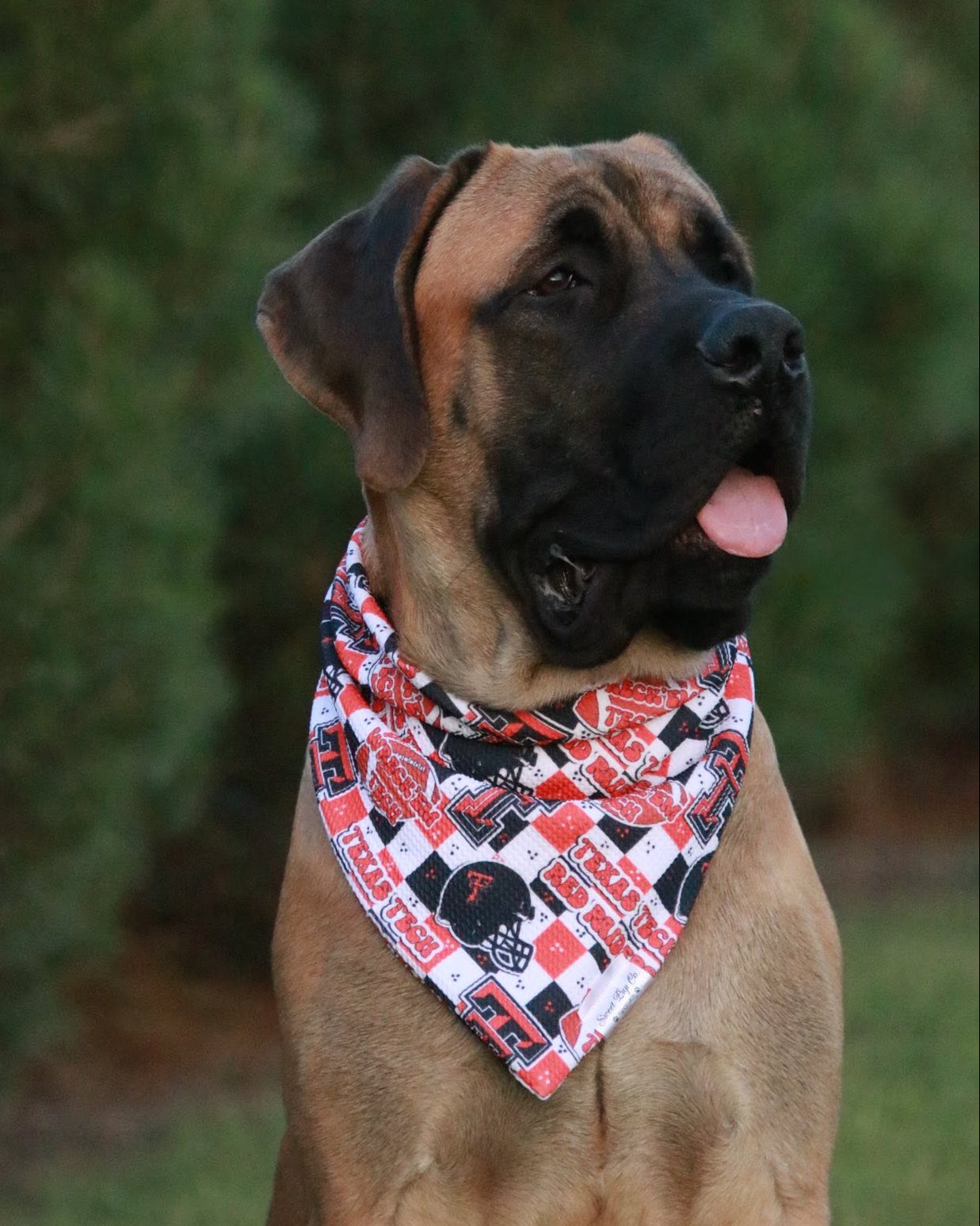 Football pup