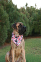 Football pup