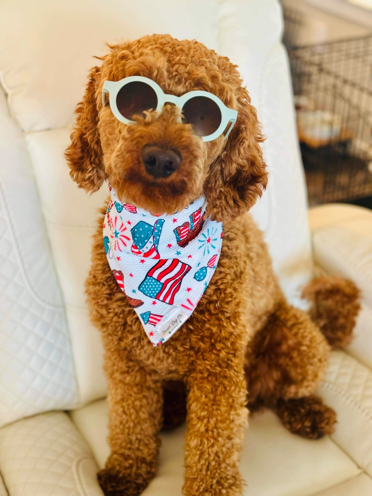 Stars and paws