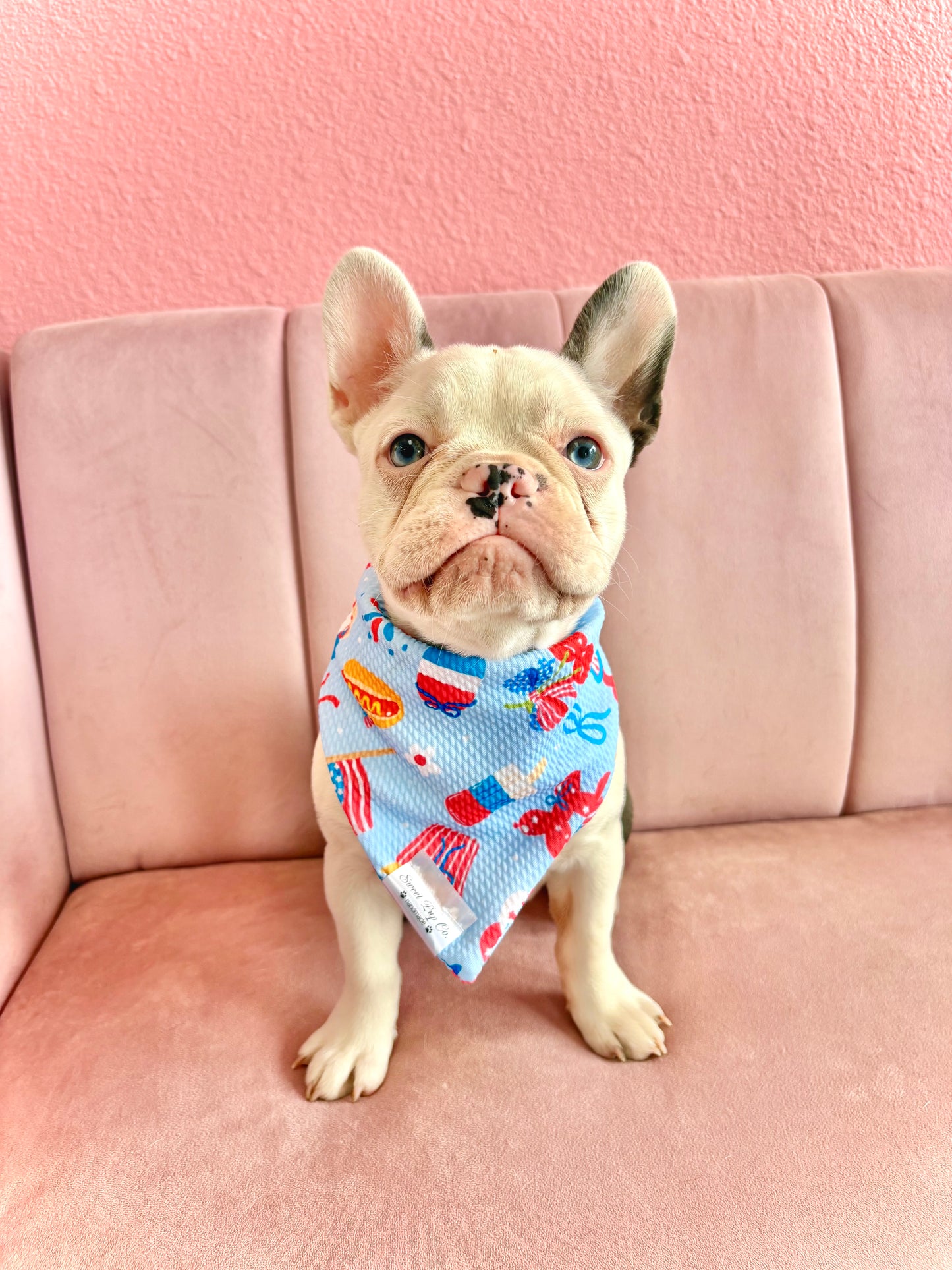 PAWTY USA